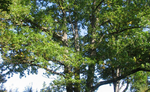 1_Triliemenis azuolas.jpg